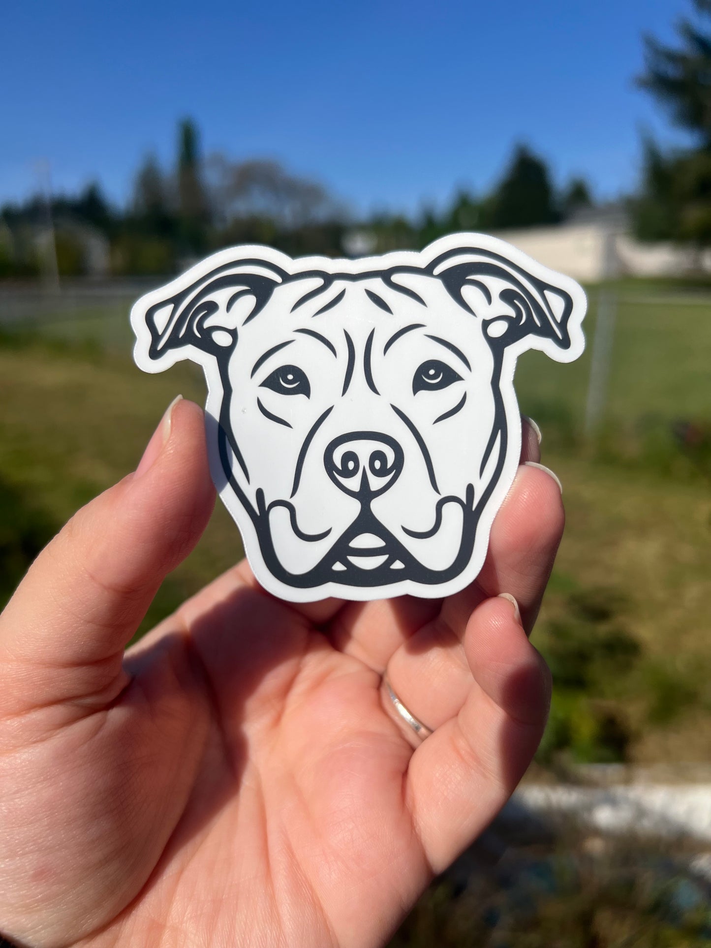 Pitbull Portrait
